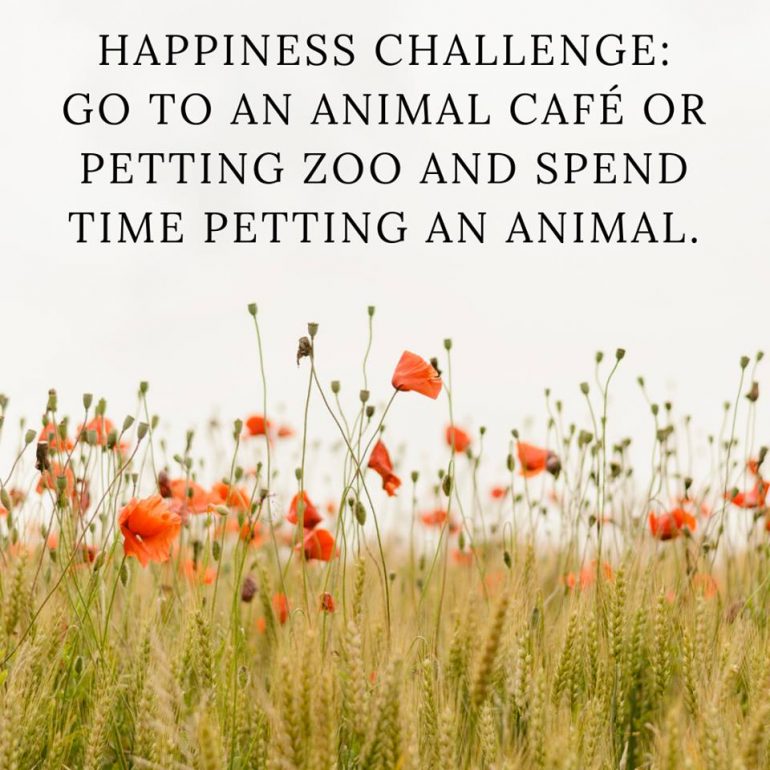Happiness Challenge: Go to an animal cafe or petting zoo and spend time petting an animal.